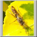 Nomada ruficornis - Wespenbiene m02.jpg